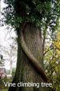 Large vine climbing tree